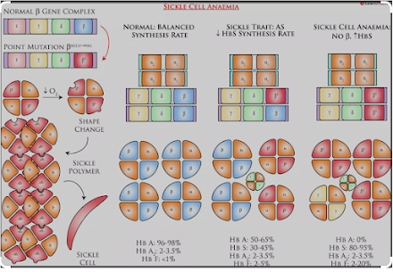 Understanding Hereditary Persistence of Foetal Haemoglobin (HPFH)